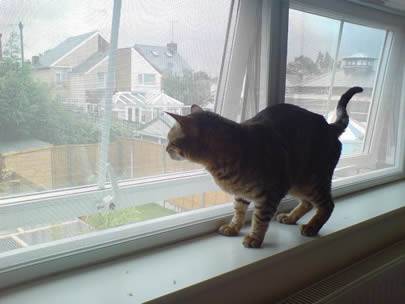 Кот стоит на виндовсилл, и окно сделано из гальванизированного экрана насекомого.
