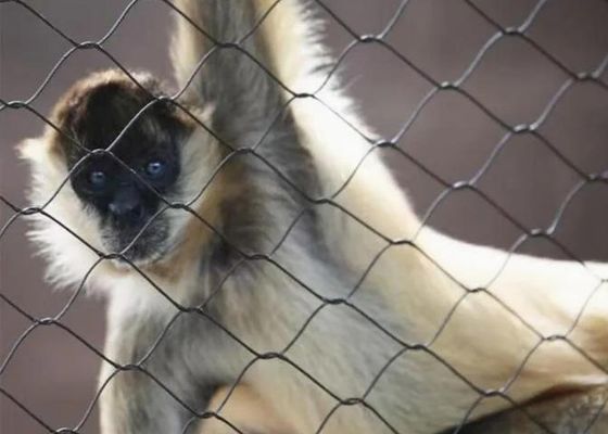 Сетка из стального троса из нержавеющей стали Ss 304 Ss 316, сетка из нержавеющей стали с зажимами для продажи